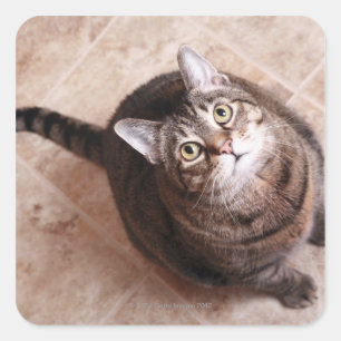 Adesivo Quadrado Um gato de gato malhado que olha acima