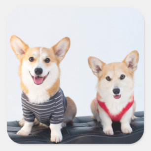Adesivo Quadrado Um par de Corgis que sentam-se em um banco