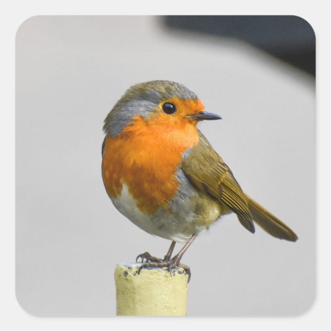 Adesivo Quadrado Um Robin muito espantoso (Frente)