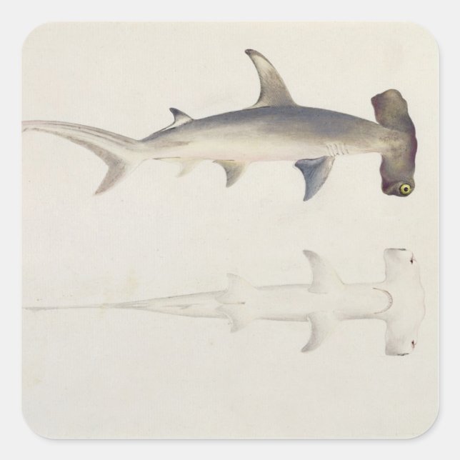 Adesivo Quadrado Um tubarão martelado, Loheia, anteriormente atribu (Frente)