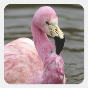 Adesivo Quadrado Uma foto prisioneira de um flamingo andino