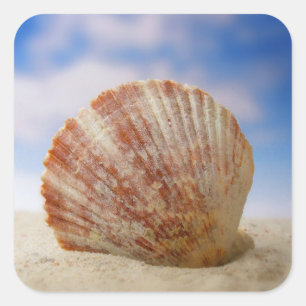 Adesivo Quadrado Uma Shell Projetada Na Areia