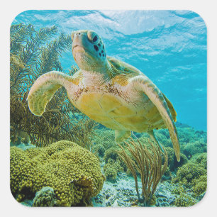 Adesivo Quadrado Uma Tartaruga Verde Sobre Os Recifes De Bonaire