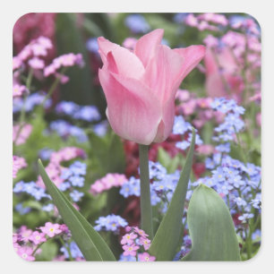 Adesivo Quadrado Uma tulipa nos Jardins de Luxemburgo, Paris, Franç