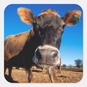 Adesivo Quadrado Uma vaca do jérsei que é inquisidora