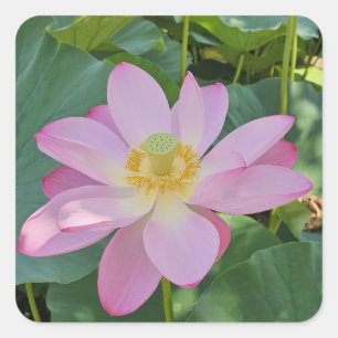 Adesivo Quadrado Uma vibrante flor de lótus