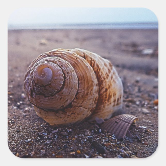 Adesivo Quadrado Uma Visão Macro De Uma Shell Espiral (Frente)