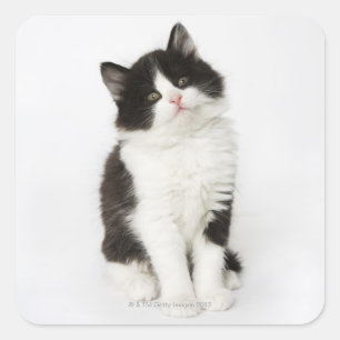 Adesivo Quadrado Uma vista de assento do gatinho novo na câmera