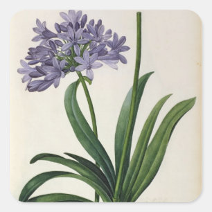Adesivo Quadrado Umbrellatus do Agapanthus
