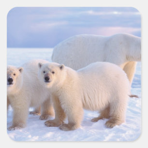 Adesivo Quadrado Ursa polar com filhotes no gelo da banquisa, coste