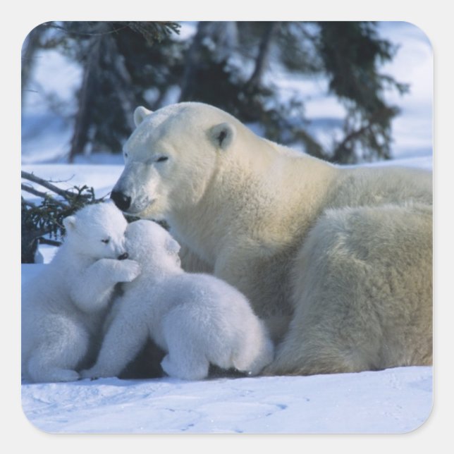 Adesivo Quadrado Ursa Polar Fêmea Deitada com 2 Filhotes (Frente)
