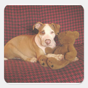 Adesivo Quadrado ursinho pit bull terrier puppy w americano