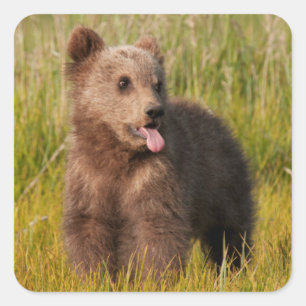 Adesivo Quadrado Urso engraçado do bebê das imagens   de Getty
