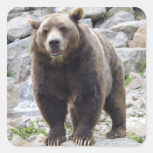 Adesivo Quadrado Urso Kodiak em Pé sobre uma Rocha