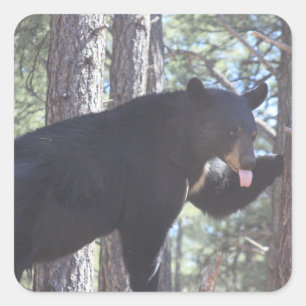 Adesivo Quadrado Urso Negro