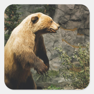 Adesivo Quadrado Urso Orgulhoso