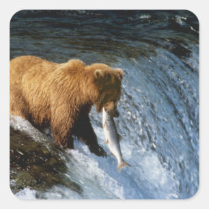 Adesivo Quadrado Urso Pardo do Alasca Capturando Salmão em Brooks