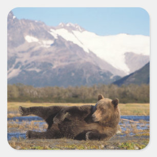 Adesivo Quadrado Urso pardo, urso cinzento esticando-se de costas