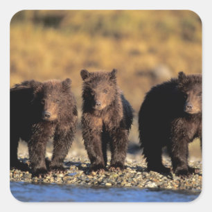 Adesivo Quadrado Urso pardo, urso marrom, filhotes, Katmai National