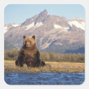 Adesivo Quadrado urso pardo, Ursus arctos, urso cinzento, Ursus