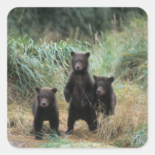 Adesivo Quadrado urso pardo, Ursus arctos, urso cinzento, Ursus 7
