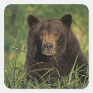 Adesivo Quadrado urso pardo, Ursus arctos, urso cinzento, Ursus 9