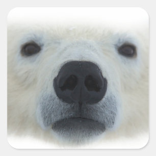 Adesivo Quadrado Urso Polar