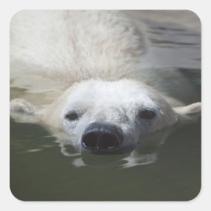 Adesivo Quadrado Urso Polar
