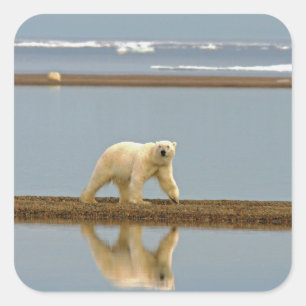 Adesivo Quadrado Urso Polar Branco