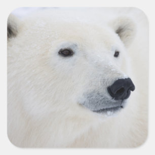Adesivo Quadrado Urso polar Churchill