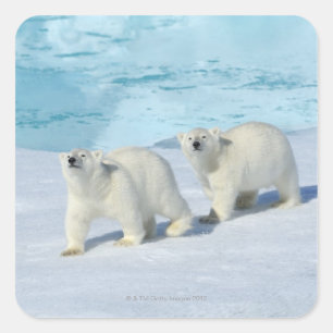 Adesivo Quadrado Urso polar, dois copos no gelo de bloco, Ursus