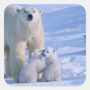 Adesivo Quadrado Urso polar fêmea que está com 2 Cubs nela