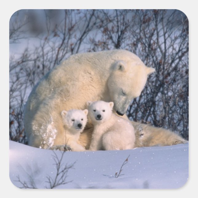 Adesivo Quadrado Urso Polar Mãe Sentada com Gêmeos, (Frente)