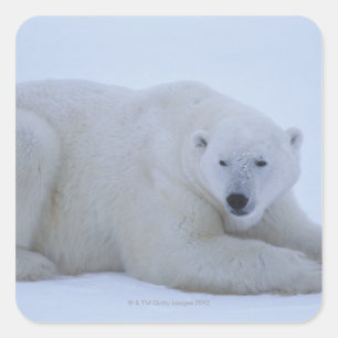 Adesivo Quadrado Urso polar que descansa na neve