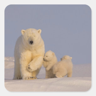 Adesivo Quadrado urso polar, Ursus maritimus, fêmea com filhotes re