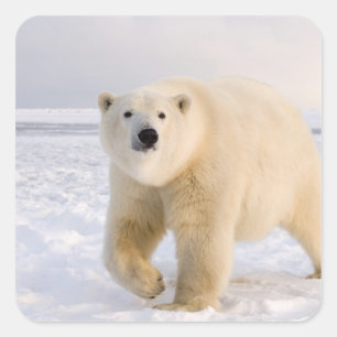 Adesivo Quadrado urso polar, Ursus maritimus, no gelo e neve, 2