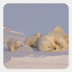 Adesivo Quadrado urso polar, Ursus maritimus, porca brincando