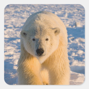 Adesivo Quadrado urso polar, Ursus maritimus, urso polar no gelo
