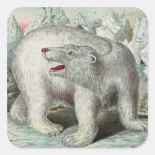 Adesivo Quadrado Urso polar venenoso na ilustração do inverno de ic