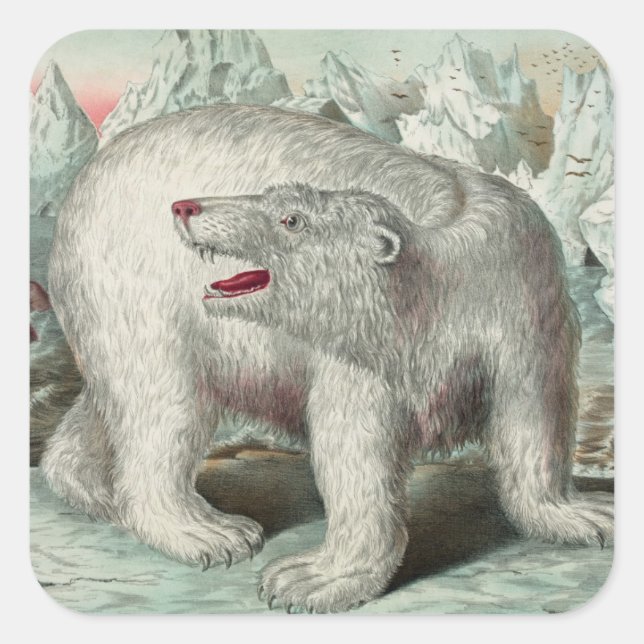 Adesivo Quadrado Urso polar venenoso na ilustração do inverno de ic (Frente)