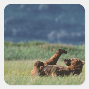 Adesivo Quadrado Ursos-pardos em brincadeira, Ursus arctos, Alasca