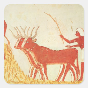 Adesivo Quadrado Usando vacas para esmagar trigo