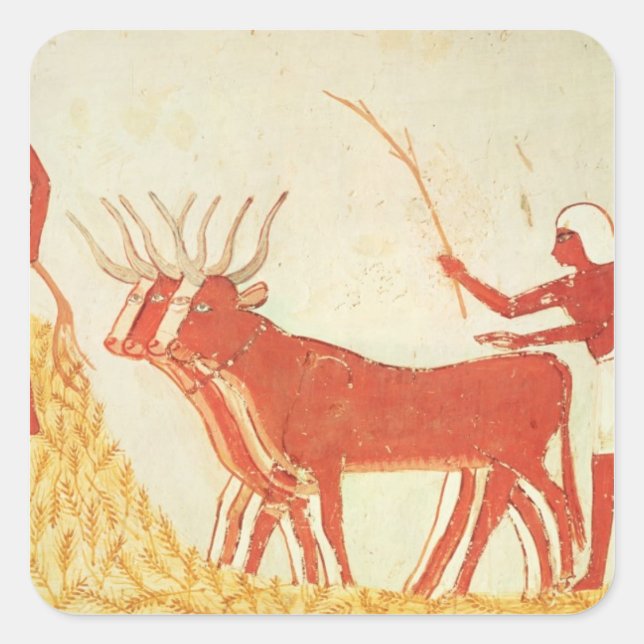 Adesivo Quadrado Usando vacas para esmagar trigo (Frente)