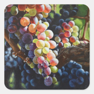 Adesivo Quadrado Uvas de abundância para amantes e vinhas de vinho