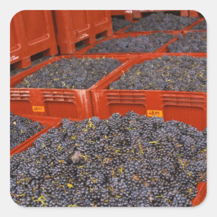 Adesivo Quadrado Uvas Gamay recém-chegadas da colheita na