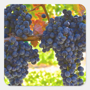 Adesivo Quadrado Uvas para vinho