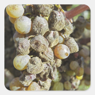Adesivo Quadrado Uvas Semillon com podridão nobre. na época da colh