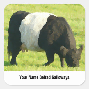 Adesivo Quadrado Vaca cercada olhar pintada de Galloway no campo