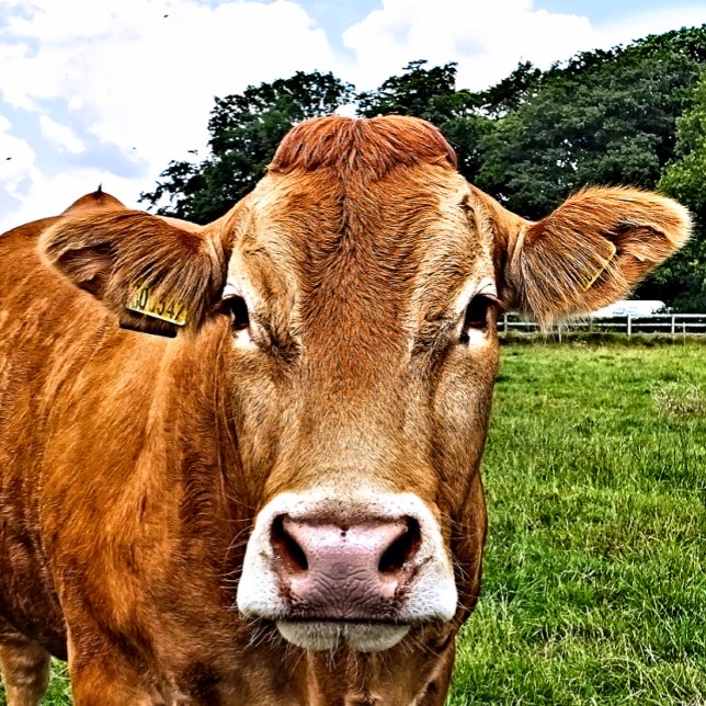 ADESIVO QUADRADO VACA CUTÂNEA (A photographic design of a cute cow.)