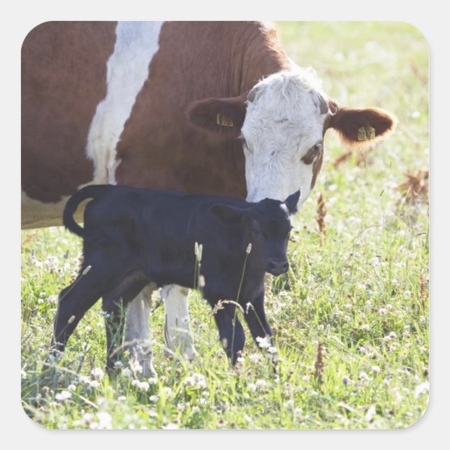 Adesivo Quadrado Vaca e vitelo (Frente)